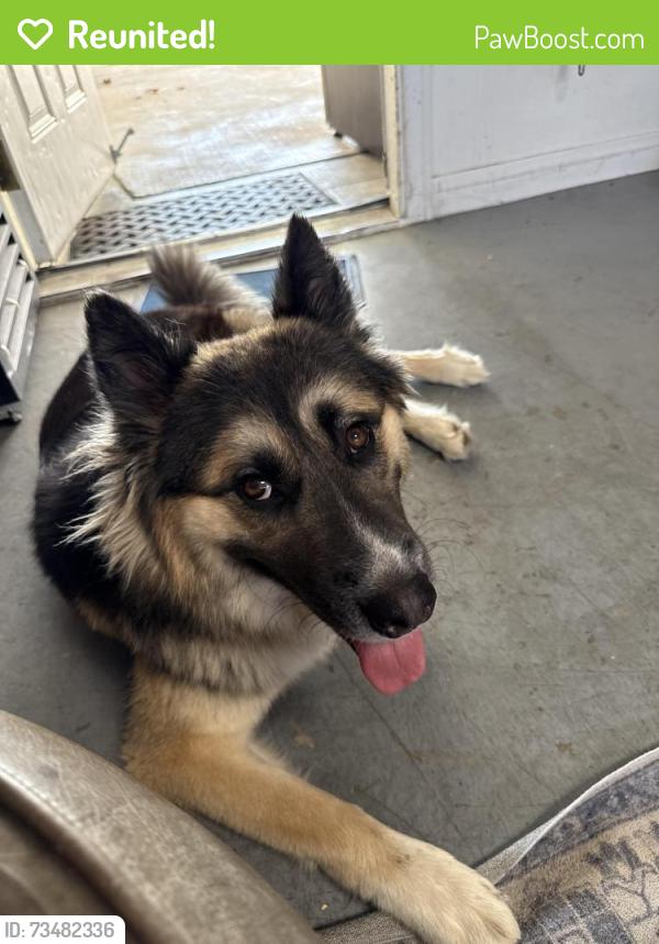 Reunited Male Dog last seen Villa Park St & La Sefa, La Puente, CA 91744