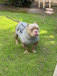 Lost Male Dog last seen Clinton and fruit, Fresno, CA 93705