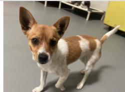 Reunited Female Dog last seen Central & Del Amo, Carson, CA 90746