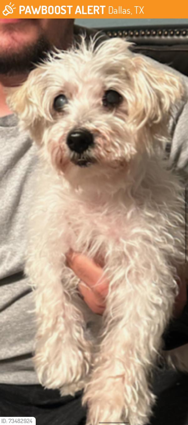 Found/Stray Male Dog last seen Mt auburn, Dallas, TX 75223