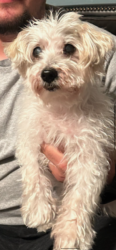Found/Stray Male Dog last seen Mt auburn, Dallas, TX 75223