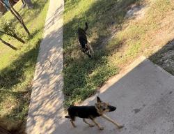 Found/Stray Unknown Dog last seen Rolling oaks, San Antonio, TX 78253