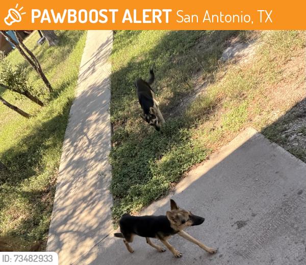 Found/Stray Unknown Dog last seen Rolling oaks, San Antonio, TX 78253
