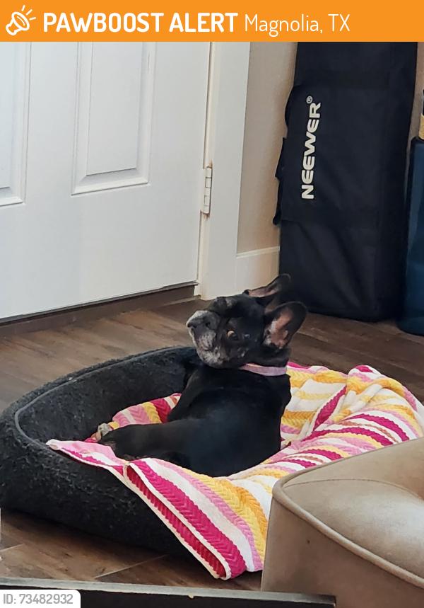 Found/Stray Female Dog last seen Grosbeak Ln- Dobbin Meadows Subdivision, Magnolia, TX 77353