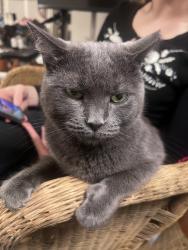 Lost Male Cat last seen 13th street and Dickinson, Philadelphia, PA 19147