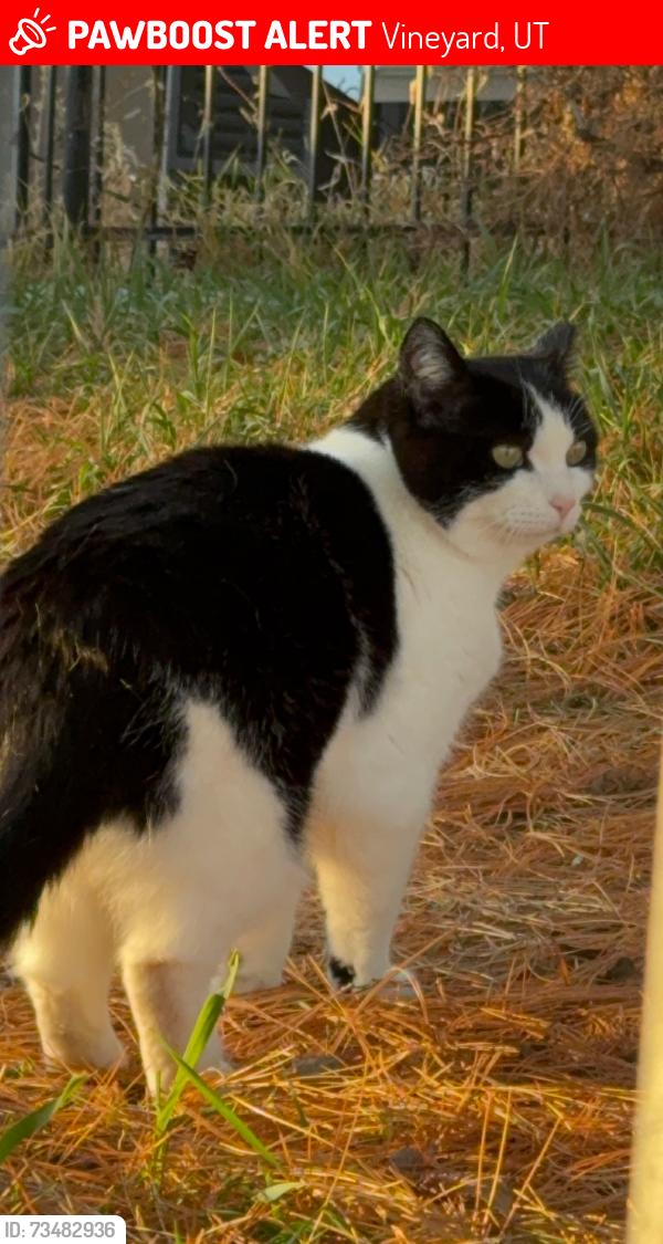 Lost Female Cat last seen apmt, Vineyard, UT 84059