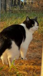 Lost Female Cat last seen apmt, Vineyard, UT 84059