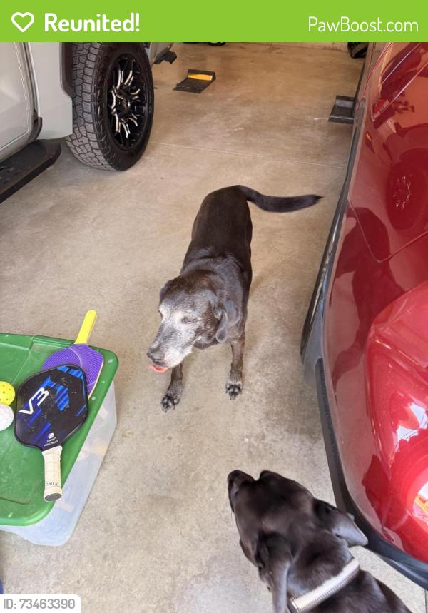Reunited Male Dog last seen Burnette and South Mount Juliet Road, Mt. Juliet, TN 37122