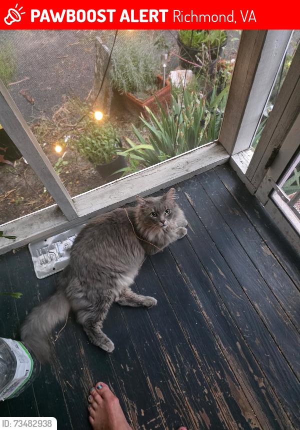 Lost Male Cat last seen Glyndon ln & Rettig, Richmond, VA 23225