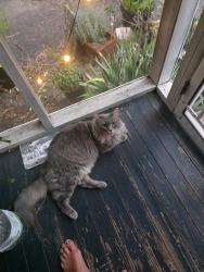 Lost Male Cat last seen Glyndon ln & Rettig, Richmond, VA 23225