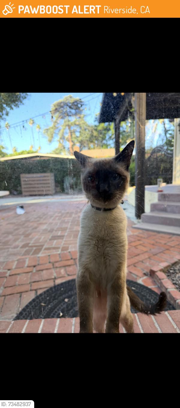 Found/Stray Unknown Cat last seen Arlington ave, Riverside, CA 92504