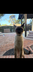 Found/Stray Unknown Cat last seen Arlington ave, Riverside, CA 92504
