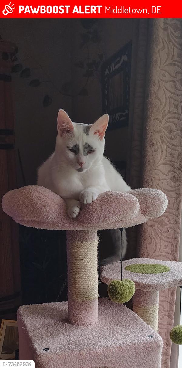 Lost Female Cat last seen Oak Dr. And Airmont Dr. In Middletown Delaware, Middletown, DE 19709
