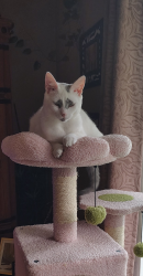 Lost Female Cat last seen Oak Dr. And Airmont Dr. In Middletown Delaware, Middletown, DE 19709