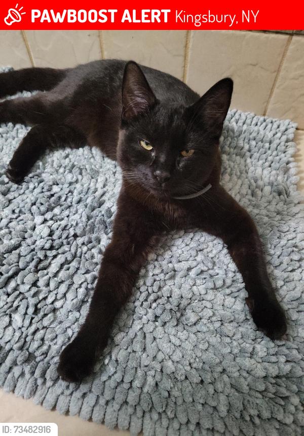 Lost Male Cat last seen Dean road hudson falls ny, Kingsbury, NY 12839