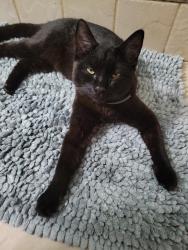Lost Male Cat last seen Dean road hudson falls ny, Kingsbury, NY 12839
