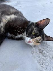 Found/Stray Female Cat last seen Friends ave high point nc, High Point, NC 27260