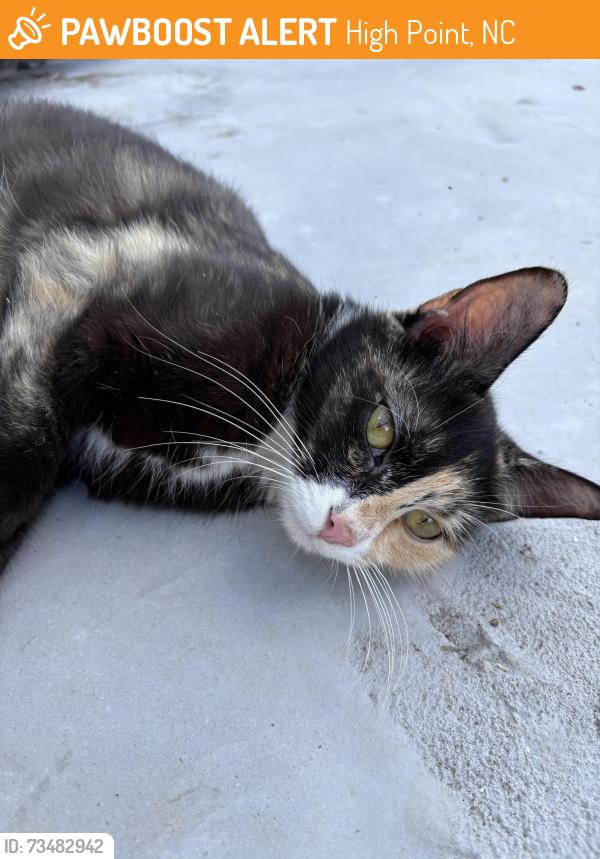 Found/Stray Female Cat last seen Friends ave high point nc, High Point, NC 27260
