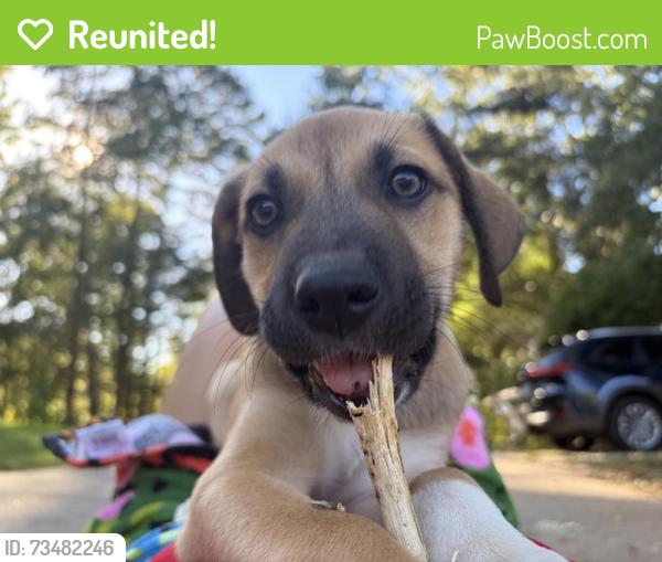 Reunited Male Dog last seen Near Tunnel Rd, Asheville, NC 28805, USA, Asheville, NC 28805