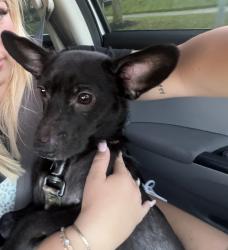 Lost Male Dog last seen Running towards state st, State St NW, OH 44720