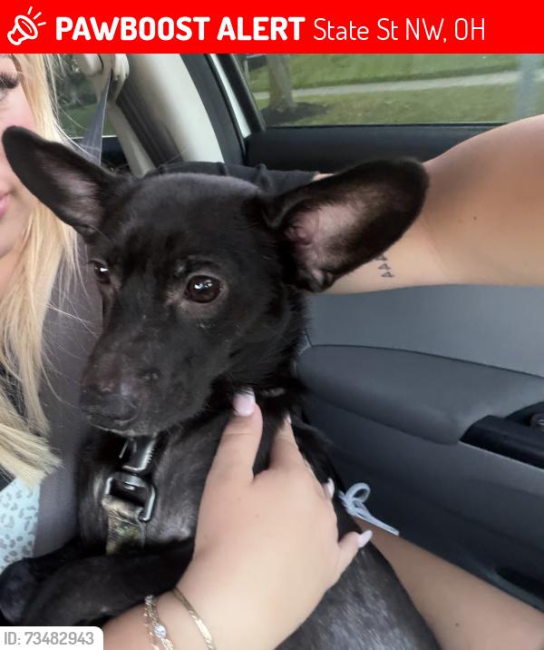 Lost Male Dog last seen Running towards state st, State St NW, OH 44720