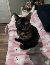 Lost Female Cat last seen Plainville Rd, Plainville, GA 30733