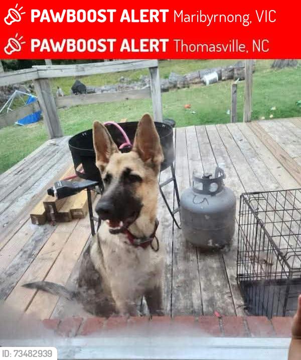 Lost Male Dog last seen Last seen on the train lines heading to High Point., Maribyrnong, VIC 3032