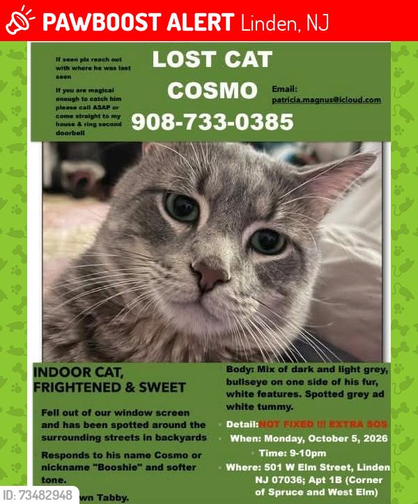 Lost Male Cat last seen Near w elm street linden, Linden, NJ 07036