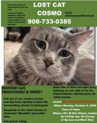 Lost Male Cat last seen Near w elm street linden, Linden, NJ 07036