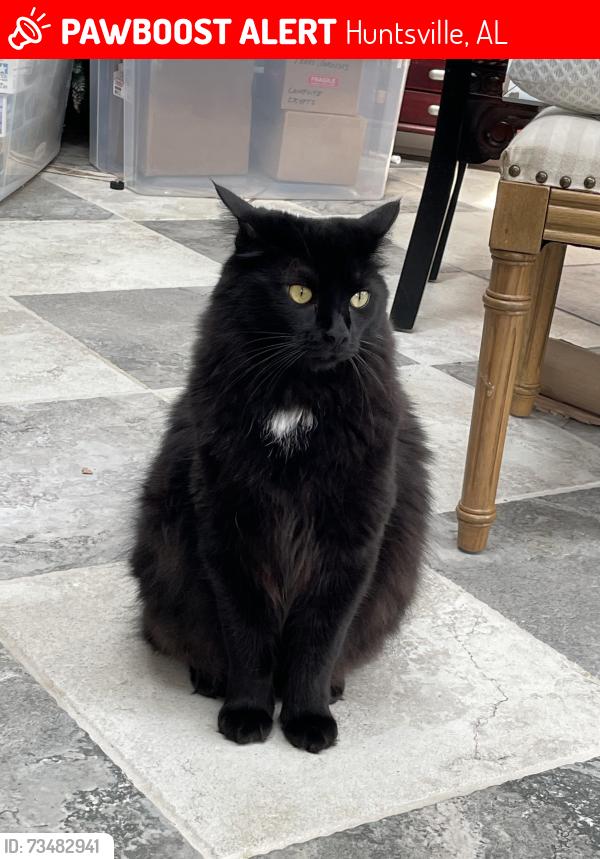 Lost Male Cat last seen Southpark/English Village, Huntsville, AL 35803
