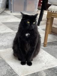 Lost Male Cat last seen Southpark/English Village, Huntsville, AL 35803