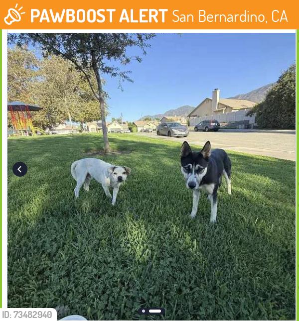 Found/Stray Male Dog last seen Lori Lane & Brenda Drive, San Bernardino, CA 92407