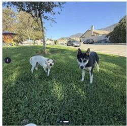 Found/Stray Male Dog last seen Lori Lane & Brenda Drive, San Bernardino, CA 92407