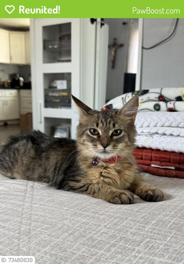 Reunited Female Cat last seen Elm St between Oleander and Acacia, Compton, CA 90220