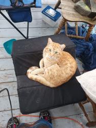Lost Male Cat last seen Walmart, Lubbock, TX 79416