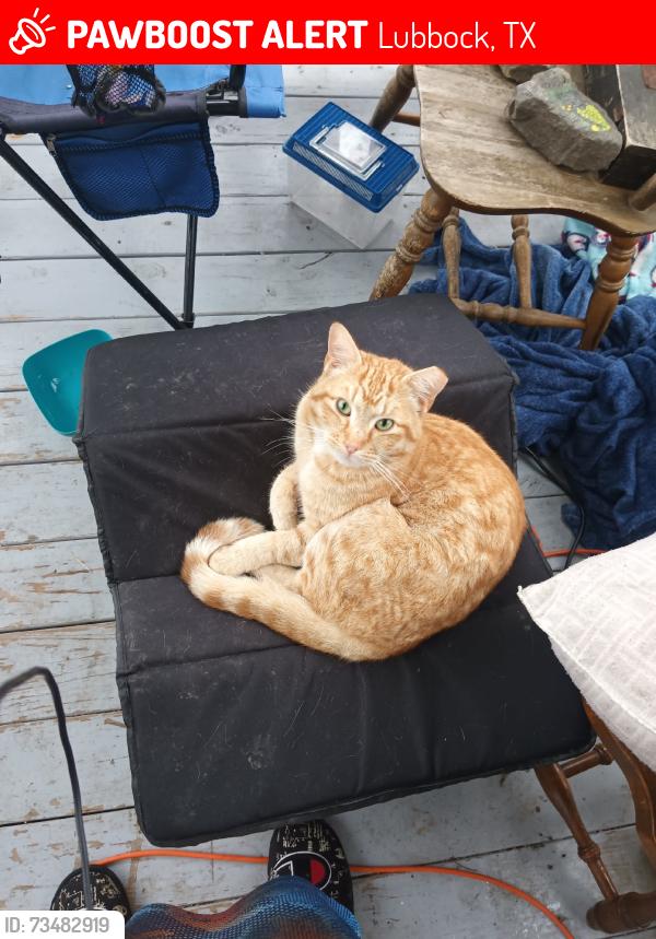 Lost Male Cat last seen Walmart, Lubbock, TX 79416