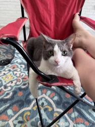 Lost Male Cat last seen Where Brookspring rd and old springs rd meet, Columbia, SC 29223