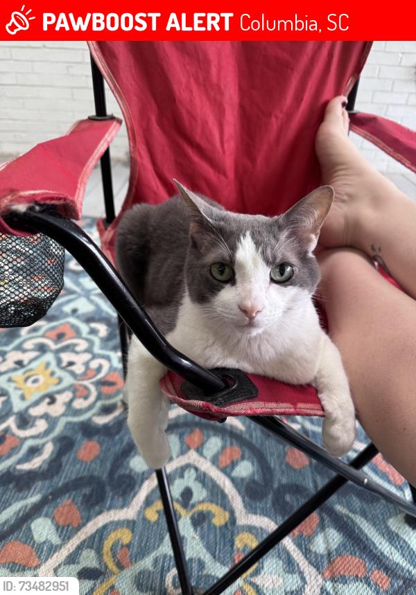 Lost Male Cat last seen Where Brookspring rd and old springs rd meet, Columbia, SC 29223