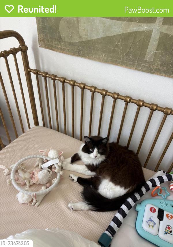 Reunited Female Cat last seen Quito, Camarillo, CA 93012