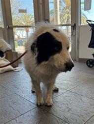 Shelter Stray Male Dog last seen , 11361 W Pico Blvd, Los Angeles, CA 90064, USA