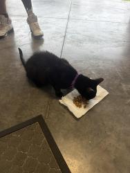 Reunited Unknown Cat last seen Lake Denham on 27, Leesburg, FL 34748