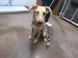 Shelter Stray Female Dog last seen WIER AVE AND SALAMAR PKWY, 2500 S 27th Ave, Phoenix, AZ 85009, USA