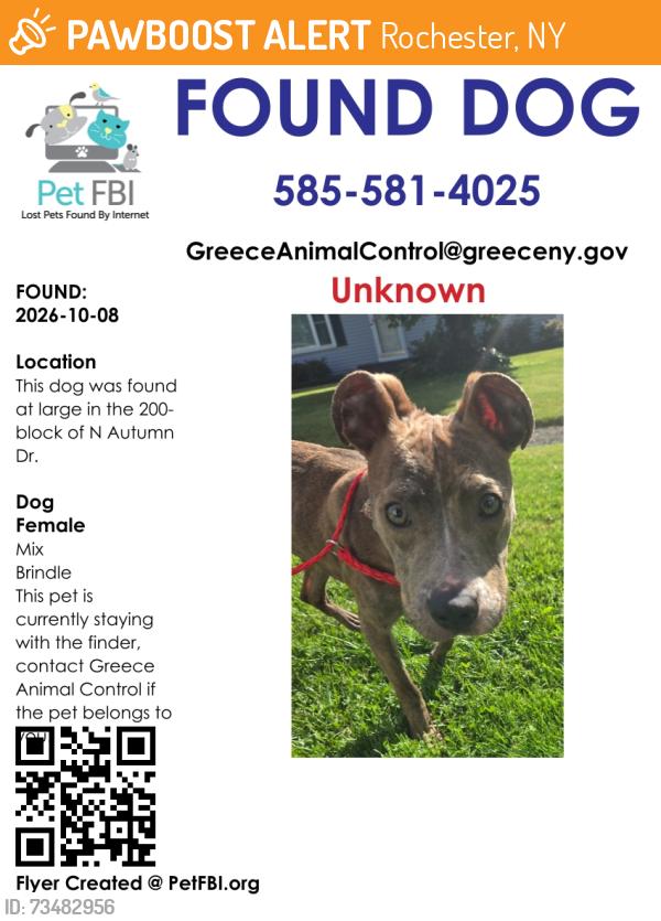 Found/Stray Female Dog last seen 200-block N Autumn Dr, Rochester, NY 14626