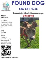 Found/Stray Female Dog last seen 200-block N Autumn Dr, Rochester, NY 14626