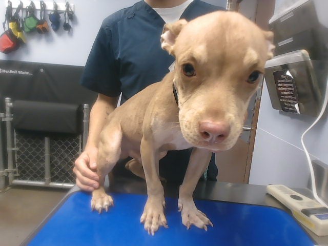 Shelter Stray Male Dog last seen MOCKINGBIRD DR AND ACACIA ST, 2500 S 27th Ave, Phoenix, AZ 85009, USA