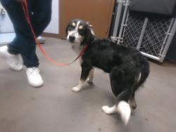 Shelter Stray Female Dog last seen JOHNSON RD AND TONOPAH SALOME HWY, 2500 S 27th Ave, Phoenix, AZ 85009, USA