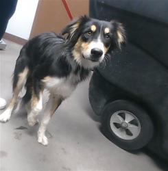 Shelter Stray Female Dog last seen JOHNSON RD AND TONOPAH SALOME HWY, 2500 S 27th Ave, Phoenix, AZ 85009, USA