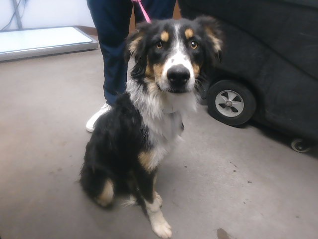 Shelter Stray Male Dog last seen JOHNSON RD AND TONOPAH SALOME HWY, 2500 S 27th Ave, Phoenix, AZ 85009, USA