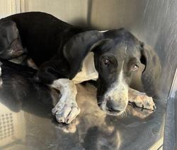 Shelter Stray Female Dog last seen N 41ST AVE AND W BRILL ST, 2500 S 27th Ave, Phoenix, AZ 85009, USA