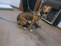 Shelter Stray Male Dog last seen 28TH ST AND WASHINGTON ST, 2500 S 27th Ave, Phoenix, AZ 85009, USA